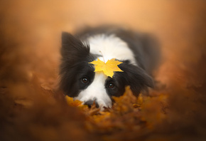 животные, собаки, листья, осень