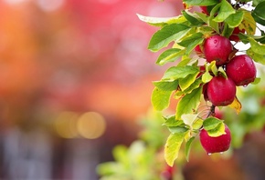 природа, ветка, листья, плоды, яблоки, капли