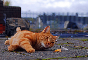 �����, �����, ������, �����, ����