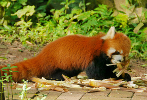 �����, �������