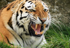 ����, ��������