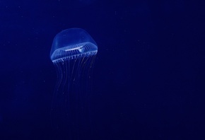 медузы, вода