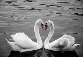 Two, swan, neck, bird, birds, water, river, love, prague