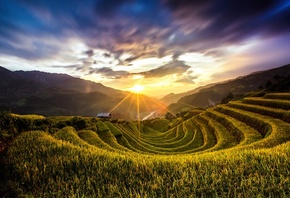 Mu Cang Chai rice, , , , quanphoto