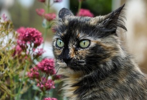 кошки, цветы, природа