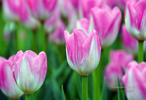 �������, �����, ��������