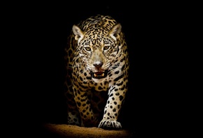 Leopard, , 