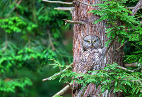 , , , photographer, Sergey Johansen, , 