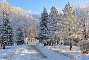 природа, зима, парк, деревья, снег, иней, дорога, небо