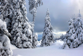 природа, зима, снег, деревья, ели, ёлки