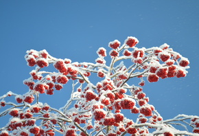 ������, ����, ����