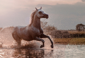 Agnieszka Gulczynska, животное, конь, природа, водоём, вода, брызги