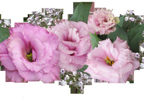 �����, ������, ���