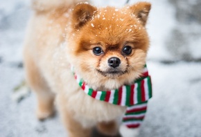 животное, собака, пёс, шарф, шпиц, зима