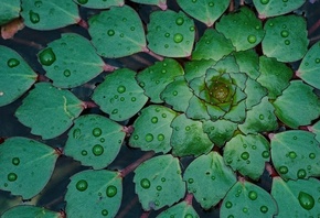 �������, �������