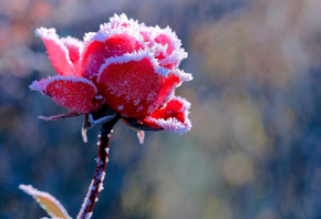 ����, �����, ��������, ����