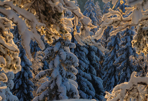 Hannu Koskela, �������, ����, �������, �����, ���, ����, ����