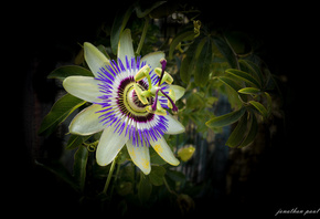 flower, black background, passionflower