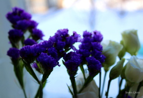 #цветы, #синий, #незабудки
