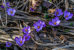, , , , , jazzmatica, flowers, nature, macro,  ...