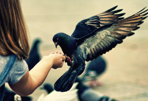 макро фото, девочка, птицы мира, голубь