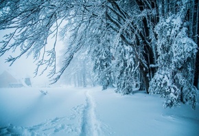природа, зима, лес, снег, деревья, тропинка