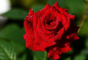 ����, ������, ����