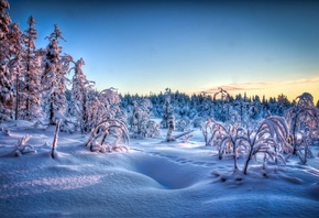 природа, следы, вечер, снег, зима, деревья, кусты, закат