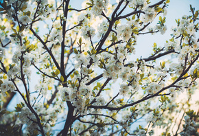цветы, природа, деревья, фотограф Irina Kostenich