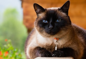 , Siamese, , 