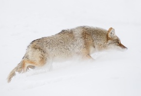 Койот, Йеллоустонский Национальный Парк, Январь, Coyote, Yellowstone National Park