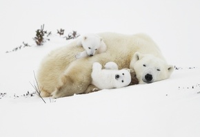 животные, белые медведи, медведица, медвежата, природа, зима, снег