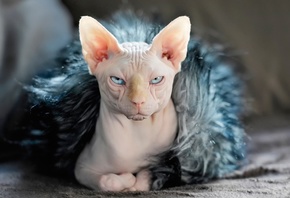 Sphynx, cat