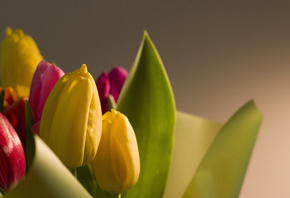 Bart, , , 8 , , , , , , Flowers, Tulips, March 8, Holiday, Macro, Fon, Bokeh, Nature, , , 8 , 