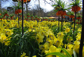 Netherlands, Keukenhof Lisse, ,  , ,  ...
