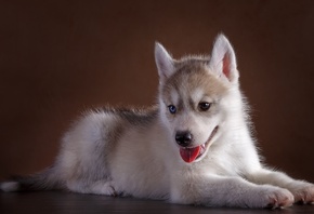 ������, �����, �����