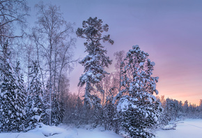 природа, пейзаж, зима, деревья, лес, снег, рассвет, утро