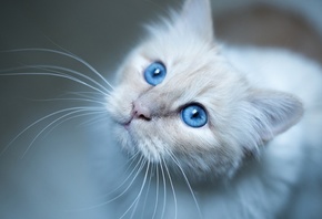 кошка, усы, Животные, голубые глаза