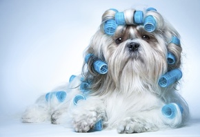 curler, breed, Shih Tzu