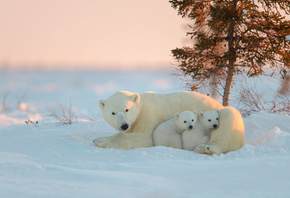 животные, белые медведи, медведи, природа, зима, медведица, детёныши, медвежата, снег, закат