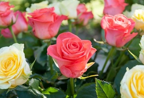 �����, ����