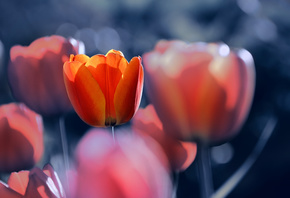 Katrin Suroleiska, �����, ��������, ����