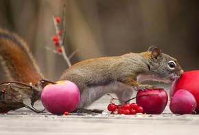 Andre Villeneuve, животное, грызун, белка, яблоки, ягоды, калина, зима