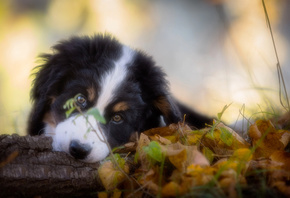 Ralf Bitzer, животное, собака, щенок, бернский зенненхунд, взгляд, природа, осень, листья, коряга