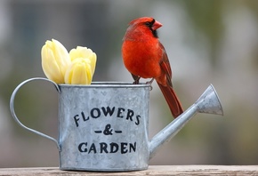 птицы мира, кардинал, птица, лейка, тюльпаны, цветы, весна