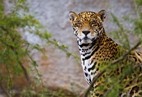 Jaguar, 