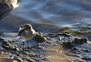 �����, ����