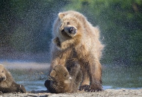 Медведь, Камчатка, Bear, Kamchatka, Животные