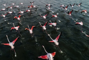 flamingo, birds, , , 