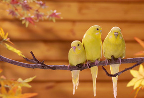 попугаи, ветка, желтый